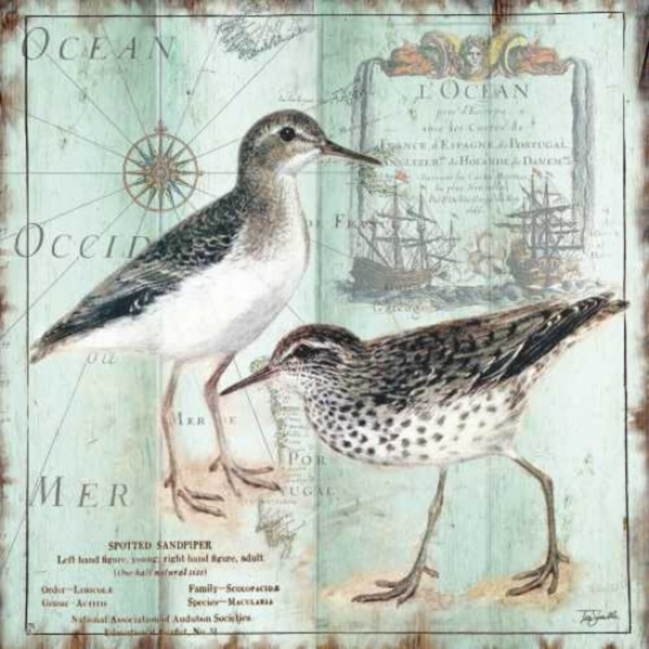 Antique La Mer VI Poster Print by Tre Sorelle Studios - Item # VARPDXRB9353TS